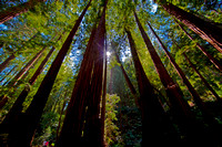 Humboldt Redwoods state Park